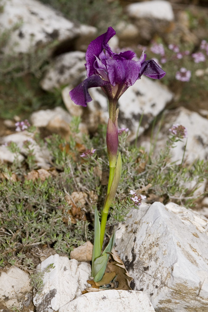 Iris lutescens / Giaggiolo tirrenico
